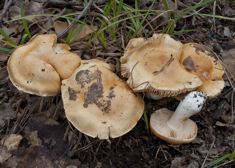 Cortinarius emollitus